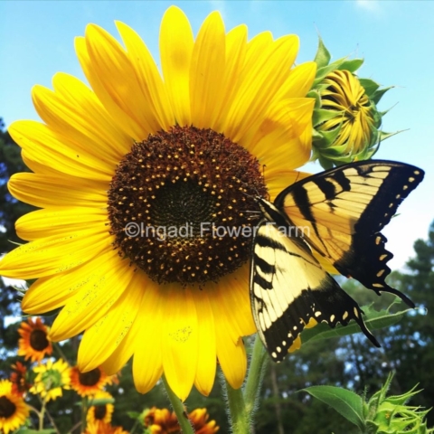 Sunflower with butterfly, Helianthus