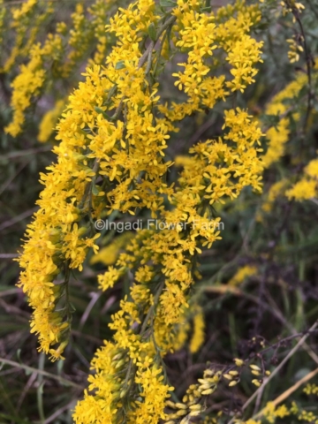 Yellow blooms, Solidago L.