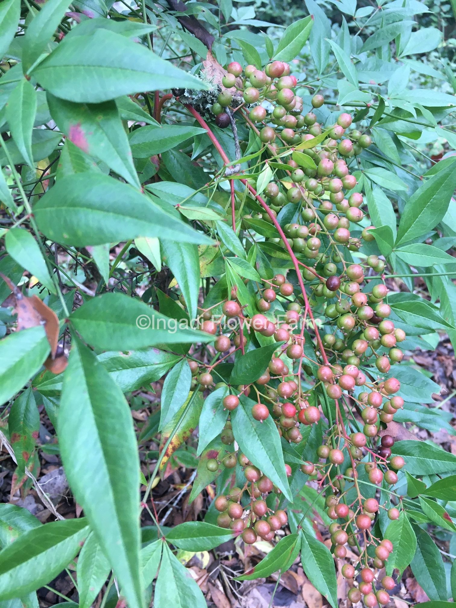 Nandina berries